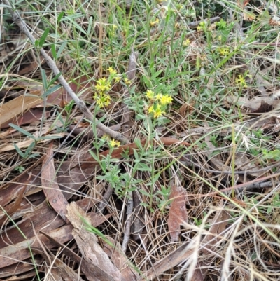 Pimelea curviflora var. sericea (Curved Riceflower) at Fadden, ACT - 24 Dec 2023 by LPadg