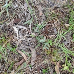 Grona varians (Slender Tick-Trefoil) at Macarthur, ACT - 24 Dec 2023 by LPadg