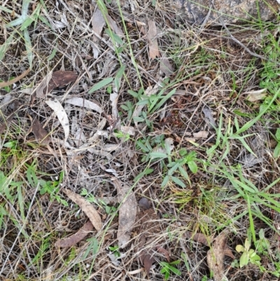 Grona varians (Slender Tick-Trefoil) at Macarthur, ACT - 24 Dec 2023 by LPadg