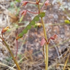 Grona varians at Macarthur, ACT - 24 Dec 2023