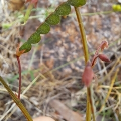 Grona varians at Macarthur, ACT - 24 Dec 2023