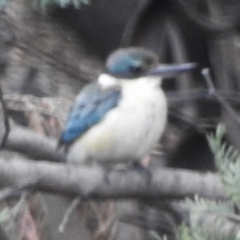 Todiramphus sanctus (Sacred Kingfisher) at Paddys River, ACT - 23 Dec 2023 by JohnBundock