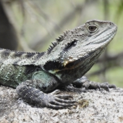 Intellagama lesueurii howittii at Tidbinbilla Nature Reserve - 22 Dec 2023 by JohnBundock