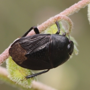 Cydnidae (family) at Lyons, ACT - 23 Dec 2023 10:51 PM