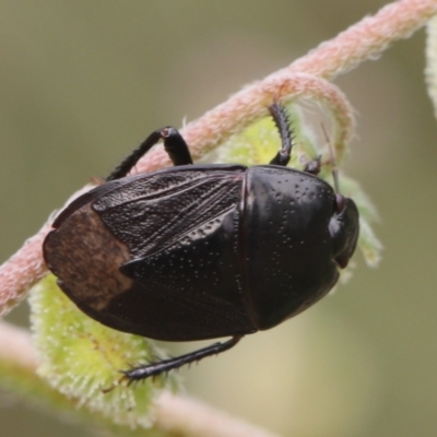 Cydnidae (family) (Burrower bug) at Lyons, ACT - 23 Dec 2023 by ran452