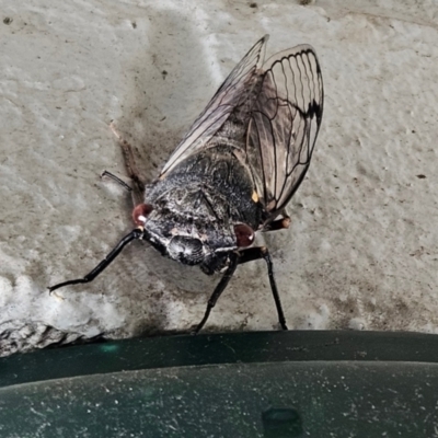 Psaltoda moerens (Redeye cicada) at Hawker, ACT - 24 Dec 2023 by sangio7