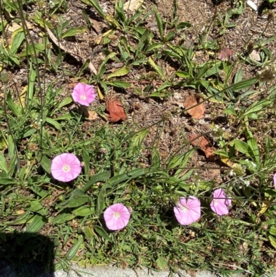 Convolvulus angustissimus subsp. angustissimus (Australian Bindweed) at City Renewal Authority Area - 22 Nov 2023 by Tapirlord