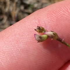 Swainsona recta (Small Purple Pea) at Mount Taylor - 19 Nov 2023 by Tapirlord