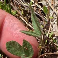 Grona varians (Slender Tick-Trefoil) at Mount Taylor - 19 Nov 2023 by Tapirlord