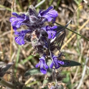 Ajuga australis at Mount Taylor - 19 Nov 2023 03:31 PM