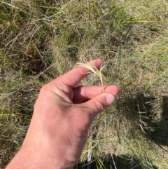 Anthosachne scabra (Common Wheat-grass) at Mount Taylor - 19 Nov 2023 by Tapirlord