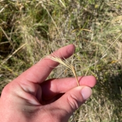 Anthosachne scabra at Mount Taylor - 19 Nov 2023