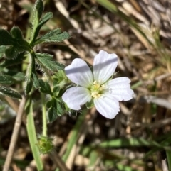 Geranium sp.3 at Mount Taylor - 19 Nov 2023 by Tapirlord