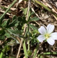 Geranium sp.3 at Mount Taylor - 19 Nov 2023