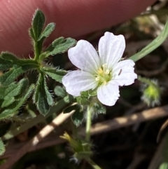 Geranium sp.3 at Mount Taylor - 19 Nov 2023