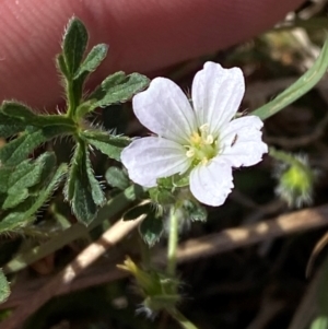 Geranium sp. Narrow lobes (G.S.Lorimer 1771) Vic. Herbarium at Mount Taylor - 19 Nov 2023