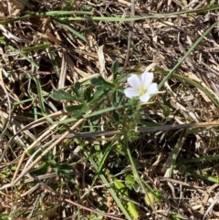 Geranium sp.3 at Mount Taylor - 19 Nov 2023