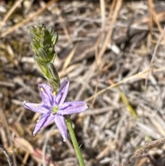 Caesia calliantha (Blue Grass-lily) at Mount Taylor - 19 Nov 2023 by Tapirlord