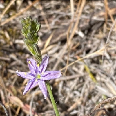 Caesia calliantha (Blue Grass-lily) at Mount Taylor - 19 Nov 2023 by Tapirlord