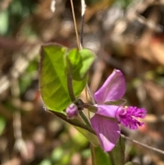 Polygala japonica (Dwarf Milkwort) at Mount Taylor - 19 Nov 2023 by Tapirlord