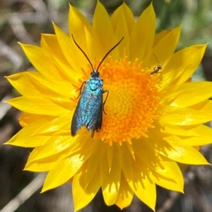 Pollanisus (genus) at Mount Taylor - 19 Nov 2023