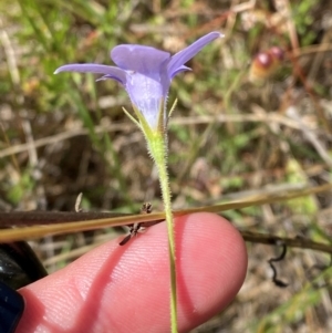 Wahlenbergia stricta subsp. stricta at Mount Taylor - 19 Nov 2023