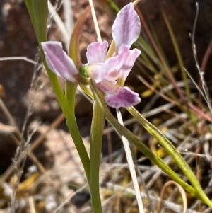 Diuris dendrobioides at suppressed - 19 Nov 2023