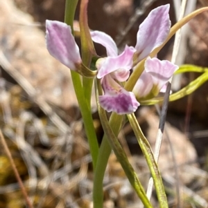 Diuris dendrobioides at suppressed - 19 Nov 2023