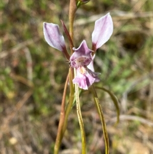 Diuris dendrobioides at suppressed - 19 Nov 2023