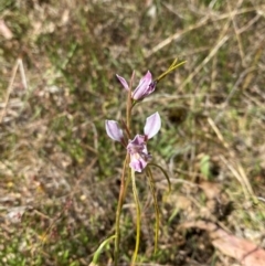 Diuris dendrobioides at suppressed - 19 Nov 2023