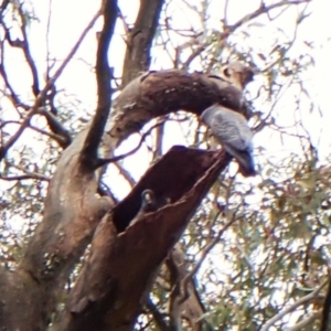 Callocephalon fimbriatum (identifiable birds) at Mount Painter - suppressed