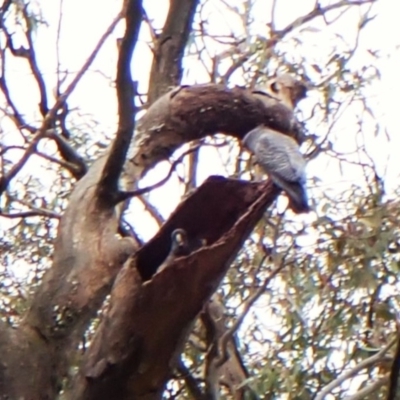 Callocephalon fimbriatum (identifiable birds) (Gang-gang Cockatoo (named birds)) at Mount Painter - 24 Dec 2023 by CathB