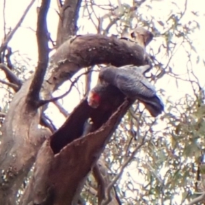 Callocephalon fimbriatum (identifiable birds) at Mount Painter - suppressed