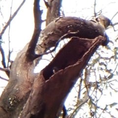 Callocephalon fimbriatum (identifiable birds) at Mount Painter - 24 Dec 2023