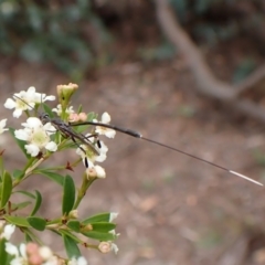 Gasteruption sp. (genus) (Gasteruptiid wasp) at Cook, ACT - 19 Dec 2023 by CathB