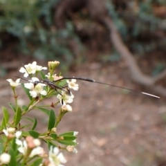 Gasteruption sp. (genus) at Cook, ACT - 19 Dec 2023