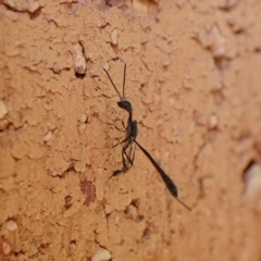 Gasteruption sp. (genus) (Gasteruptiid wasp) at Cook, ACT - 17 Dec 2023 by CathB