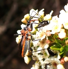 Gminatus australis (Orange assassin bug) at Cook, ACT - 19 Dec 2023 by CathB