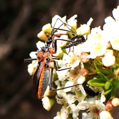 Gminatus australis (Orange assassin bug) at Cook, ACT - 19 Dec 2023 by CathB