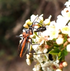 Gminatus australis at Cook, ACT - 19 Dec 2023