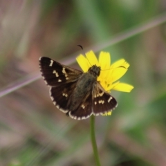 Pasma tasmanica (Two-spotted Grass-skipper) at QPRC LGA - 24 Dec 2023 by Csteele4