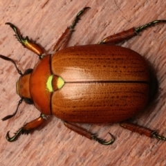 Anoplognathus brunnipennis (Green-tailed Christmas beetle) at Ainslie, ACT - 23 Dec 2023 by jb2602