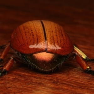 Anoplognathus brunnipennis at Ainslie, ACT - 23 Dec 2023