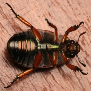 Anoplognathus brunnipennis at Ainslie, ACT - 23 Dec 2023