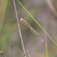 Austrolestes sp. (genus) (Ringtail damselfy) at QPRC LGA - 24 Dec 2023 by Csteele4