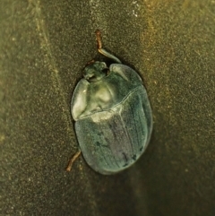 Pterohelaeus piceus (Pie-dish beetle) at Cook, ACT - 18 Dec 2023 by CathB