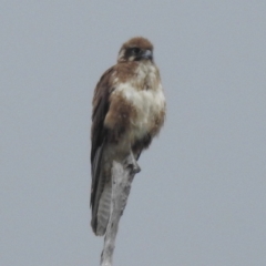 Falco berigora (Brown Falcon) at Kambah, ACT - 23 Dec 2023 by HelenCross