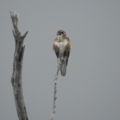 Falco berigora at Lions Youth Haven - Westwood Farm A.C.T. - 24 Dec 2023