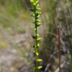 Microtis parviflora (Slender Onion Orchid) at QPRC LGA - 24 Dec 2023 by Csteele4