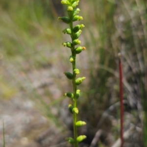 Microtis parviflora at QPRC LGA - 24 Dec 2023